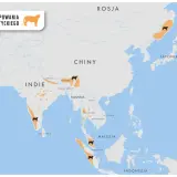 Mapa pokazuje, gdzie żyją tygrysy: Indie, Nepal, Bhutan, Bangladesz, Mjanma, Tajlandia, Malezja, Indonezja, Rosja i Japonia.