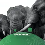 Trzy słonie w zbliżeniu. Zastanawiasz się, ile jest słoni na świecie? Dbajmy o ich środowisko.