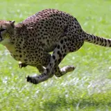 Gepard grzywiasty w pełnym biegu, uosobienie szybkości i zwinności na zielonej trawie.