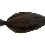 Halibut, ryba płaska, gdzie występuje? Najczęściej w zimnych wodach północnego Atlantyku i Pacyfiku.