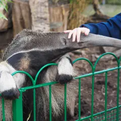 Mrównik, czyli mrówkojad, wyciąga pysk do ręki człowieka przez zielony płot.
