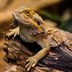 Agama brodata na pniu, ciekawa, ile żyją agamy brodate, bo ten osobnik wygląda na długowiecznego.
