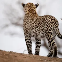 Piękny leopard zwierzę stoi na wzgórzu, obserwując otoczenie. Jego cętkowane futro doskonale wtapia się w krajobraz.