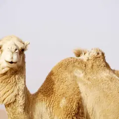 Wielbłąd jednogarbny, jeden z rodzajów wielbłądów, z futrem i charakterystycznym garbem na tle jasnego nieba.