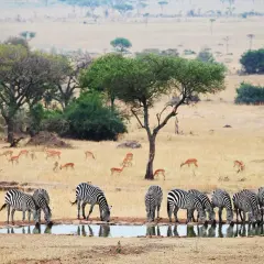 Stado zebr pije wodę na tle sawanny podczas tanzania safari. W oddali widać antylopy.