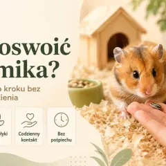 Jak oswoić chomika dżungarskiego? Poradnik krok po kroku: spokój, smakołyki, codzienny kontakt i bez pośpiechu. Chomik bierze ziarno z dłoni.