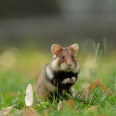 Chomik, uroczy ssak, siedzi na trawie, jedząc zielony listek.