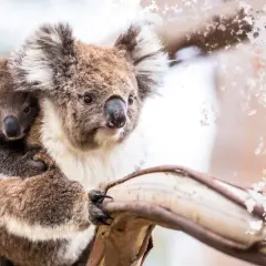 Koala australijski z dzieckiem na plecach, przytuleni do drzewa.