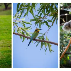 Kangur na zielonej łące, kolorowy ptak na gałęzi i koala wspinający się po drzewie.