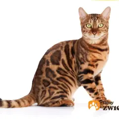 Elegancki bengal kot o zielonych oczach i cętkowanym futrze siedzi na białym tle.