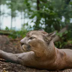 Puma leżąca na ziemi w lesie, z widokiem na profil.