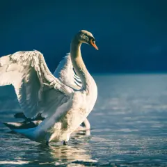 Biały łabędź rozpiętość skrzydeł w wodzie, przygotowuje się do lotu.