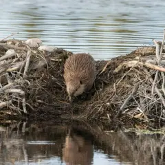 Bóbr na tamie z gałęzi, gdzie mieszkają bobry. Woda odbija jego futrzaną sylwetkę.