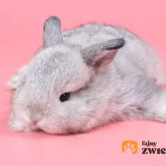 Uroczy, szary króliczek leży na różowym tle. Dowiedz się, jak oswoić królika, by stał się Twoim przyjacielem.