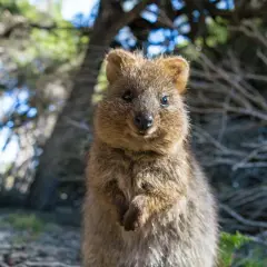 Uśmiechnięty quokka, znany jako najsłodsze zwierzę na świecie, siedzi w lesie, patrząc prosto w obiektyw.