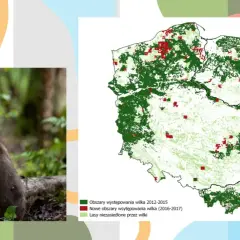 Młody wilk w lesie, obok mapa pokazująca, gdzie mieszkają wilki w Polsce i gdzie ich populacja się rozszerza.