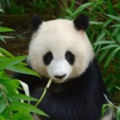 Panda jedząca bambus. Czy wiesz, że pandy spędzają 10-16 godzin dziennie na jedzeniu? To jedne z wielu ciekawostek o pandach.