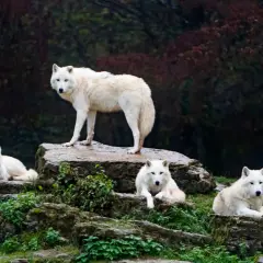 Cztery białe wilki na kamienistym podłożu. Trudno oszacować, ile jest wilków na świecie, ale te cztery wyglądają na zadowolone.