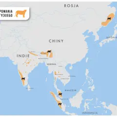 Mapa pokazuje, gdzie żyją tygrysy: Indie, Nepal, Bhutan, Bangladesz, Mjanma, Tajlandia, Malezja, Indonezja, Rosja i Japonia.