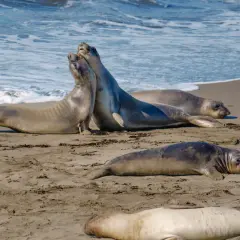 Na plaży odpoczywa kilka fok, w tym jedna mała foka leżąca na piasku.