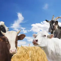 Krowy, koza i owca na tle nieba i zboża.