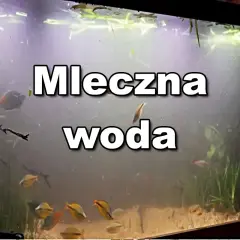 Mleczna woda w akwarium po 1 dniu. Rybki pływają w zamglonym otoczeniu, rośliny ledwo widoczne.