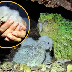 Mały, puchaty pisklak papugi kakapo w dłoniach, obok dorosłego osobnika i drugiego pisklaka w gnieździe.