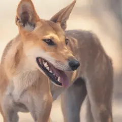 Pies dingo, znany jako jedno z najbardziej opiekuńczych zwierząt, z otwartym pyskiem i wystawionym językiem.