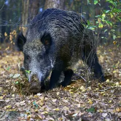 Dziki, które szukają pożywienia w jesiennym lesie, budzą pytanie: czy dziki są pod ochroną? Ich obecność świadczy o bogactwie natury.