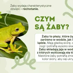 Zielona żaba na liściu, idealna na dzień żaby. Wydaje charakterystyczne dźwięki – rechotanie.