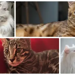Cztery urocze koty: perski, bengalski, amerykański curl i pręgowany. Ile jest kotów na świecie? Tyle piękna!