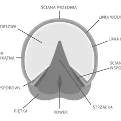 Przekrój kopyta konia, zwierzęcia parzystokopytnego. Widoczne elementy: podeszwa, ściany, strzałka.