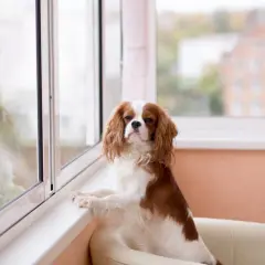 Uroczy piesek rasy Cavalier King Charles Spaniel, który czeka na swojego pana, siedząc na kanapie przy oknie w bloku.