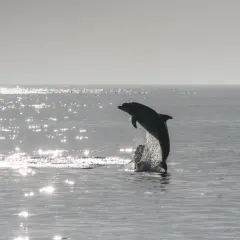 Delfin wyskakuje z wody na tle błyszczącego morza. To piękne morze czarne zwierzęta w akcji.