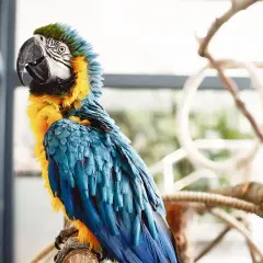 Kolorowa papuga ara siedzi na gałęzi. Czy wiesz, że potrafią naśladować ludzką mowę? Ciekawe ciekawostki o papugach!