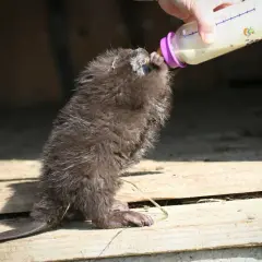 Młody bóbr pije mleko z butelki.