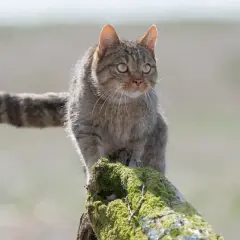 Dziki kot, czyli żbik, z pręgowanym ogonem siedzi na omszałym pniu.