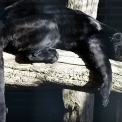 Czarna pantera, podobna do pumy, odpoczywa na grubej, drewnianej belce.