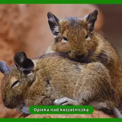 Dwie koszatniczki domowe przytulają się do siebie. Jedna z nich opiera głowę na grzbiecie drugiej, tworząc uroczy widok.