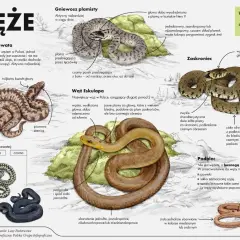 Ilustracje węży: zaskroniec, żmija zygzakowata, wąż Eskulapa i padalec.