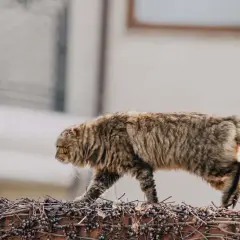 Puszysty kot przechadza się po murze porośniętym pnączami. Ciekawe koty potrafią być zwinne i tajemnicze.