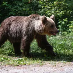 Dorosły niedźwiedź brunatny z młodym w tle, przemierzający polską dzicz.