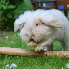 Puszysty karzełek teddy, króliczek, skacze przez pień drzewa na trawie, otoczony zielenią i kwiatkami.