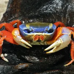 Krab tęczowy, znany z jaskrawych kolorów, wymaga specyficznych warunków do życia. Jego pancerz mieni się odcieniami niebieskiego, pomarańczowego i białego.