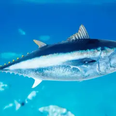 Potężny tuńczyk ryba pływa w głębinach oceanu, jego srebrzyste łuski lśnią w błękitnej wodzie.