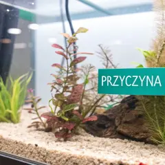 Zielona tabliczka "PRZYCZYNA GLONOW" w akwarium z roślinami. Czy światło w akwarium musi się palić cały czas?