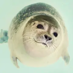 Urocza foka, która jest ssakiem, wynurza się z wody, patrząc w obiektyw z zaciekawieniem.