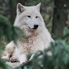 Biały, potężny wilk, być może największy wilk w Polsce, spogląda zza gałęzi iglaków.