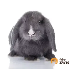 Szary królik teddy z opadającymi uszami i białym noskiem. Dowiedz się, ile żyje królik teddy, by zapewnić mu najlepszą opiekę.