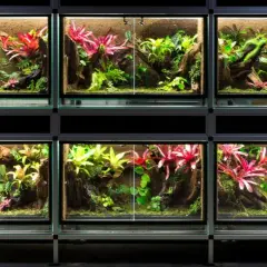 Wiele terrariów z bujną roślinnością, idealnych do hodowli patyczaków. Kolorowe bromelie i paprocie tworzą miniaturowe dżungle.